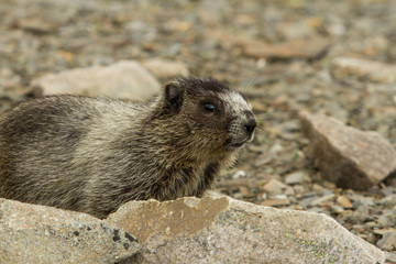 Marmot