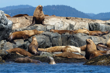 Fototapeta premium Sea lians Pacific coast Canada