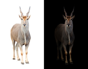 Obraz premium eland in dark and white background