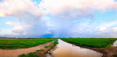 The rice field and cloudy sky in the evening.