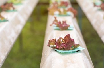 Selective focus hydroponic red oak ,copy space.