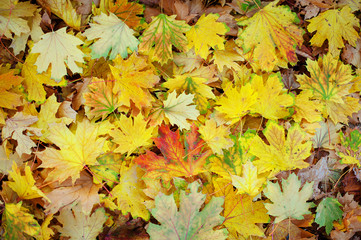 Red maple leaves, golden autumn