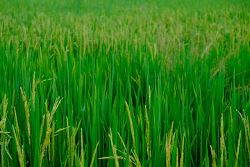 Obraz premium green paddy rice field with copyspace for backdrop background use