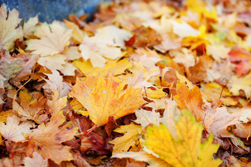 Leaves in various autumnal colors. Fall foliage