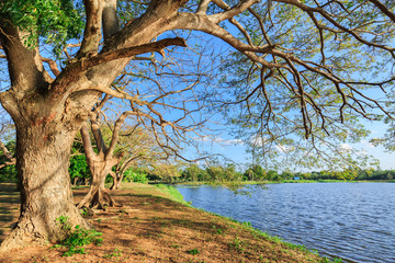 Group of big tree near tropical lake.