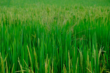 green paddy rice field with copyspace for backdrop background use