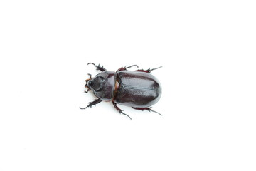 Black beetle on white background. Beetle isolated. Insect.