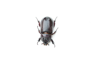 Black beetle on white background. Beetle isolated. Insect.