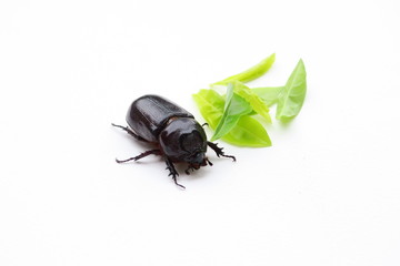 Black beetle on white background. Beetle isolated. Insect and green leaves
