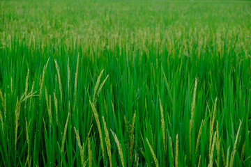 green paddy rice field with copyspace for backdrop background use