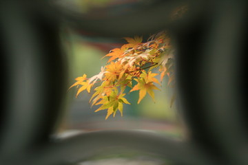 단풍/돌틈새로 들어다 본 단풍