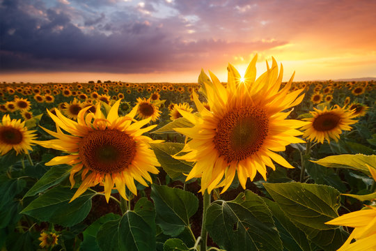 Champ de tournesols