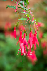 Fuchsia flowers