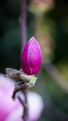 Magnolio.