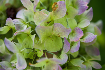 Obraz premium Detail of hydrangea flowers fading in autumn