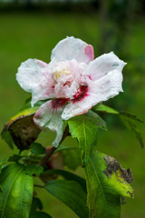 Rose of Sharon hibiscus flower