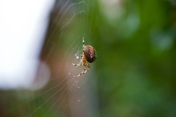 Close up of a ppider in a spider web