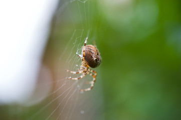 Close up of a ppider in a spider web