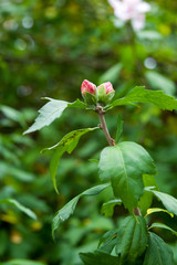 Rose of Sharon hibiscus flower buds