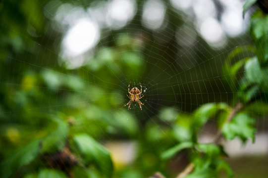 Close up of a ppider in a spider web