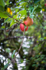 Ripe red apples ready to pick growing in apple tree