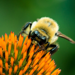 Bumblebee on Purple Coneflower II