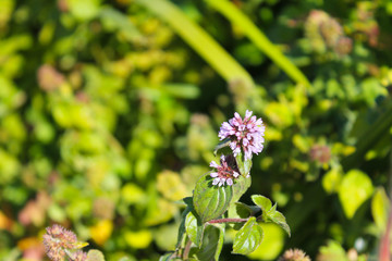 Wild mint flowers