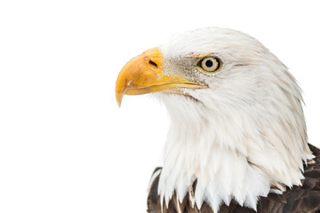 Bald Eagle in Snow