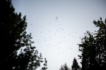 A flock of birds fly over trees at dusk in the autumn