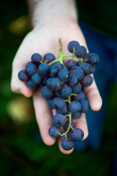 Close up of a man holding Concord grapes