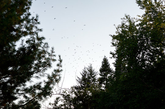 A flock of birds fly over trees at dusk in the autumn
