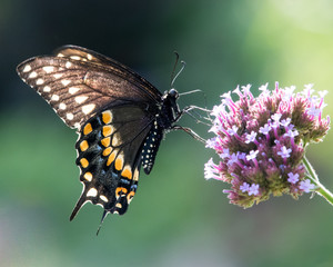Black Swallowtail V