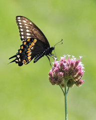 Black Swallowtail III