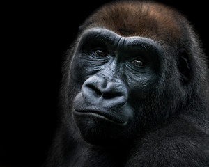 Western Lowland Gorilla IX