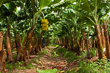Banana Plantation on the West Coast of Martinique © Meadering Moments 