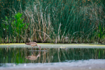 Marbled Godwit (Limosa fedoa)