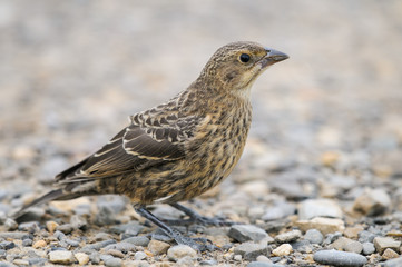 Juvenile Brown-headed Cowbird (Molothrus ater)