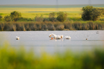 American White Pelican (Pelecanus erythrorhynchos)