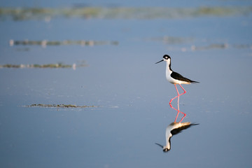 Black-necked Stilt (Himantopus mexicanus)