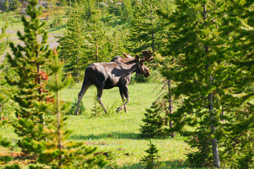 Obraz na płótnie Canvas Wild Moose