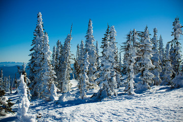 Горы в зимнее время года. Снежный пейзаж днем. Елки на горе - obrazy, fototapety, plakaty