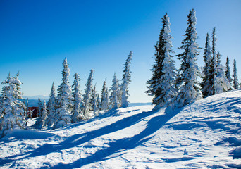 Горы в зимнее время года. Снежный пейзаж днем. Елки на горе - obrazy, fototapety, plakaty