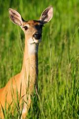 White-tailed deer (Odocoileus virginianus)