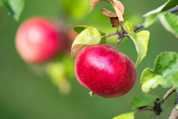 Red apples growing on a tree branch. Natural green background.