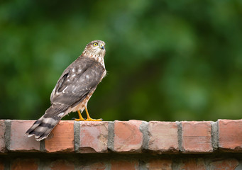 Immature Coopers Hawk standing on backyard brick fence. Natural green background with copy space.