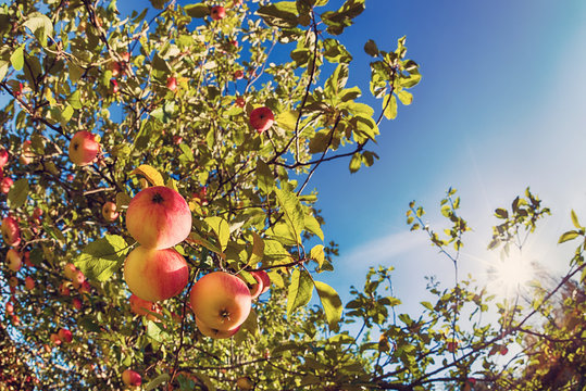 Upward view of an autumn apple tree against blue sunny sky