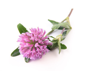 clover flowers isolated on white background. Top view.