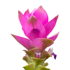 Fototapeta na wymiar Siam Tulip isolated