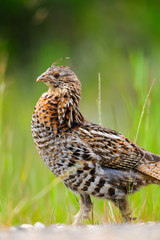 Ruffed Grouse (Bonasa umbellus)