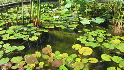 пруд, заросший травянистыми водными растениями